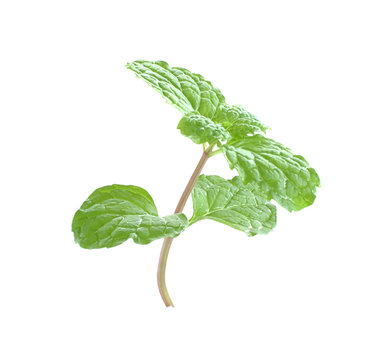mint leaves close up on background