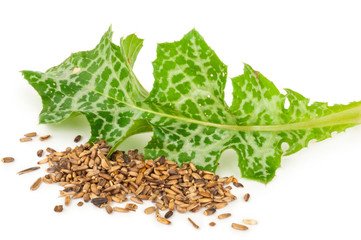 Silybum marianum (Milk Thistle).  Medical plants