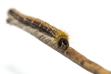 Last instar caterpillar of common duffer butterfly ( Discophota sondaica Boisduval ) walking on twig