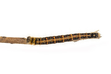 Last instar caterpillar of common duffer butterfly ( Discophota sondaica Boisduval ) walking on twig