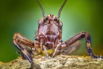 Ensifera macro photo