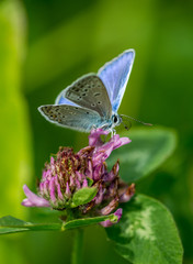 Common blue on flower