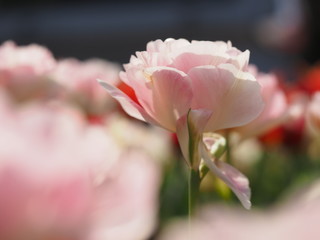 Fototapeta premium Tulip