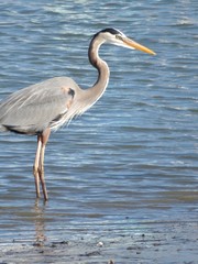 A grey heron bird walking along the beach