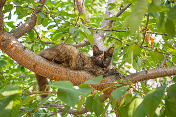 Cat on the tree