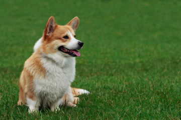Dog breed Welsh Corgi Pembroke