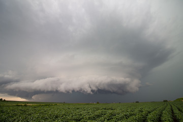 A supercell thunderstorm spins in the sky over a bean field in Iowa.