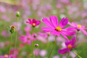 Obraz na płótnie Canvas cosmos flowers pink color garden background nature wallpaper blossom blooming colorful meadow wall plant vintage sunlight botany light 