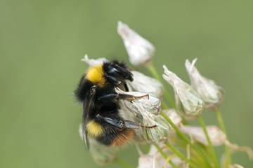BOMBUS PRATORUM LIBANDO