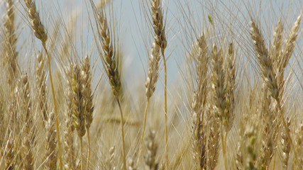 Fototapeta premium 大麦畑