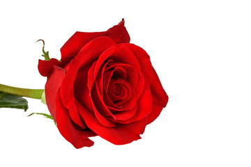 Red rose isolated on a white background close-up.