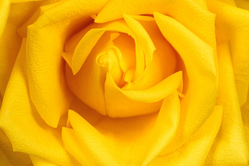 Beautiful yellow rose close-up. Macro photo, floral background.