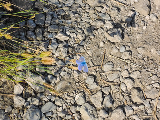 Butterfly sits on the grass by the path
