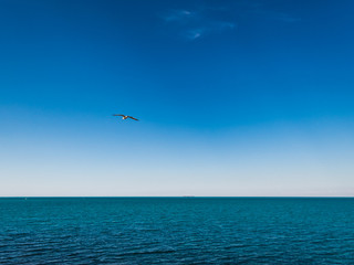 Fototapeta na wymiar Gulls over the sea