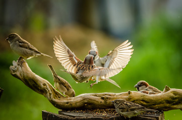 bird fight