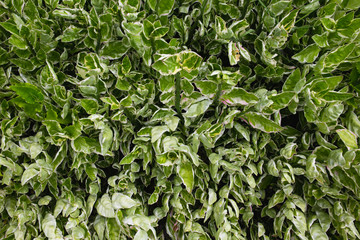 leaf bush background texture