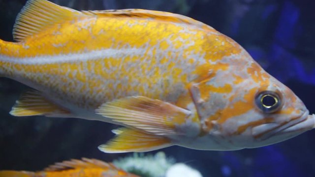 aquarium tank fish swimming