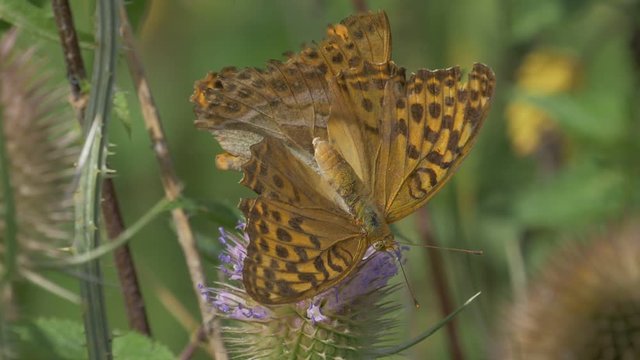 Kaisermantel Butterly - Argynnis Paphia - Closeup, Slowmo - Native version, straight out of cam. Graded version also available