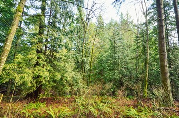 Lush Green Temperate Rainforests on Vancouver Island