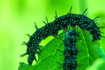 Raupe des Tagpfauenauge