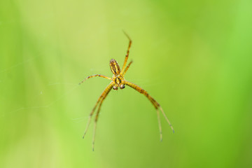 Zebraspinne, Argiope bruennichii, männlich im Netz