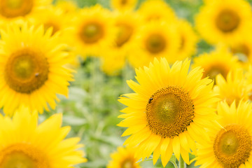 Fototapeta premium ひまわり