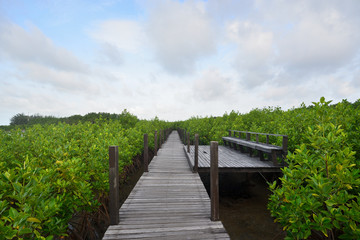 Scenic point and wooden bridge to sightseeing mangrove forest nature at Rayong,Thailand