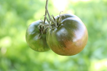 Скоро-скоро мы поспеем...