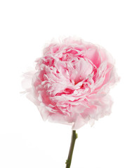 peony flower