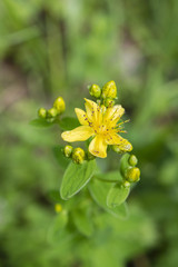Yellow St. John's wort dotted.