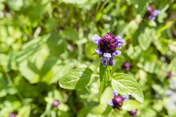 Prunella vulgaris - Blackhead herb.