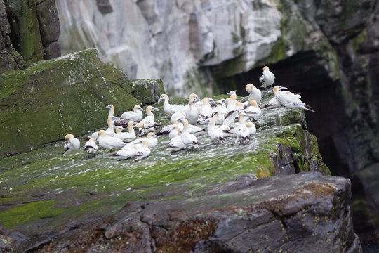 Sula bassana nidifica in colonie sulla costa delle isole Shetland Scozia