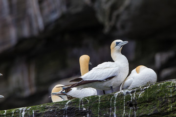 Sula bassana nidifica in colonie sulla costa delle isole Shetland Scozia
