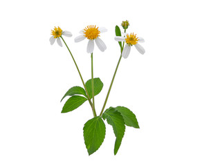 weed flower, spanish needles or beggar stick with green leaves isolated on white background