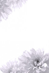 菊の花　白バック



