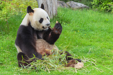 Obraz premium Giant panda sitting on the grass eating bamboo 