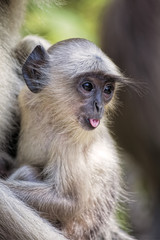 Gray Langur Monkey  Presbytis entellus near Rajastan India