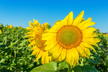 Yellow field of sunflowers