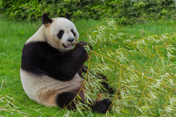 Naklejka premium Giant panda sitting on the grass eating bamboo 