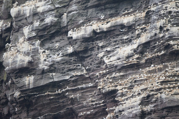 Fototapeta premium Sula bassana nidifica in colonie sulla costa delle isole Shetland Scozia