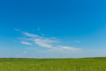 Obraz premium Green field of grass in spring, landscape