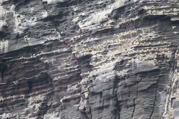 Sula bassana nidifica in colonie sulla costa delle isole Shetland Scozia