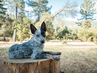 Timber the cattle dog on a log, only four months old. 