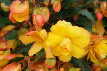 Begonia tuberhybrida group  of yellow and orange flowers with green