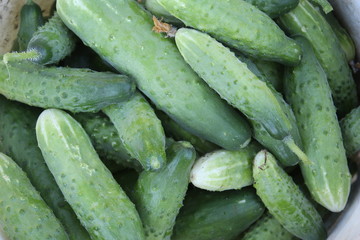 Первые огурцы