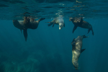 Sea lions play off the coast of Anacapa Island, Channel Islands National Park.