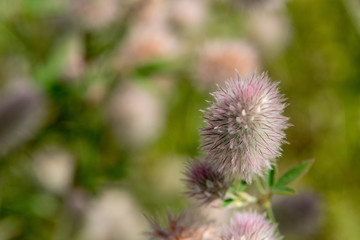 Wild flowers with shaggy buds