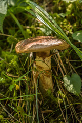 Pilz im Wald