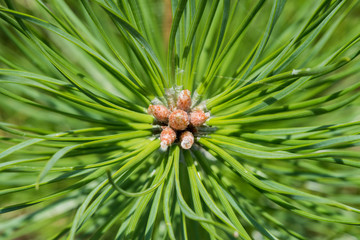 Naklejka na ściany i meble A twig of pine with small cones