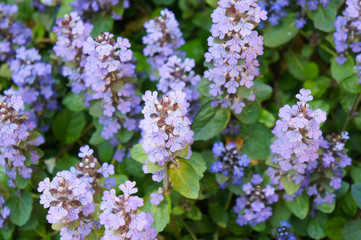 Fototapeta premium Ajuga reptans many blue flowers 